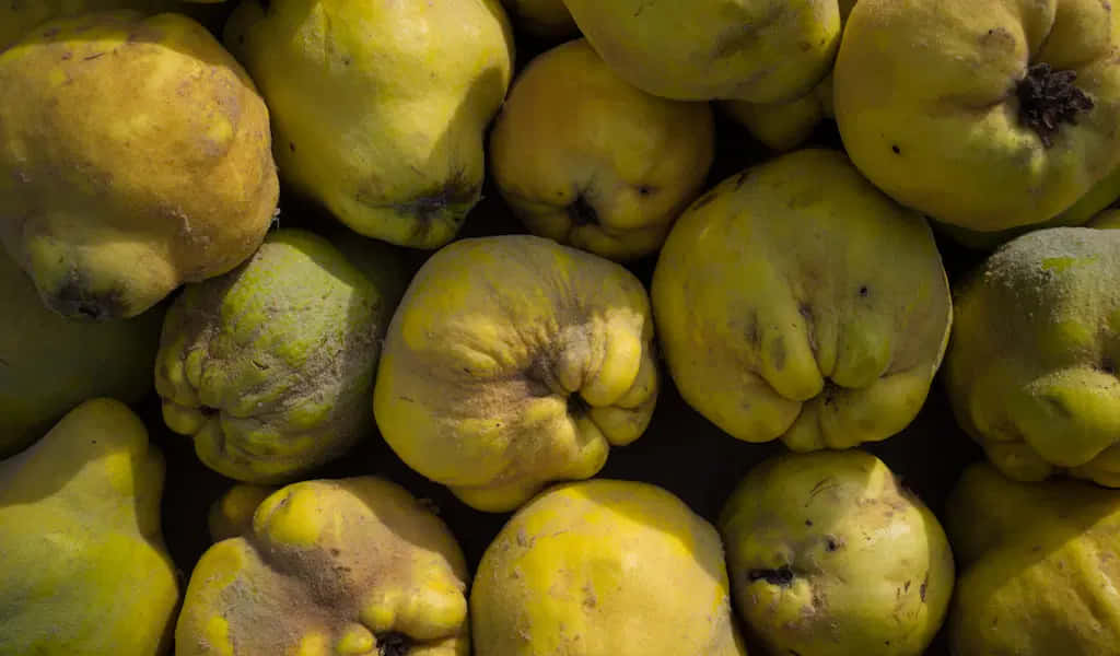 Delicious Quince Fruit