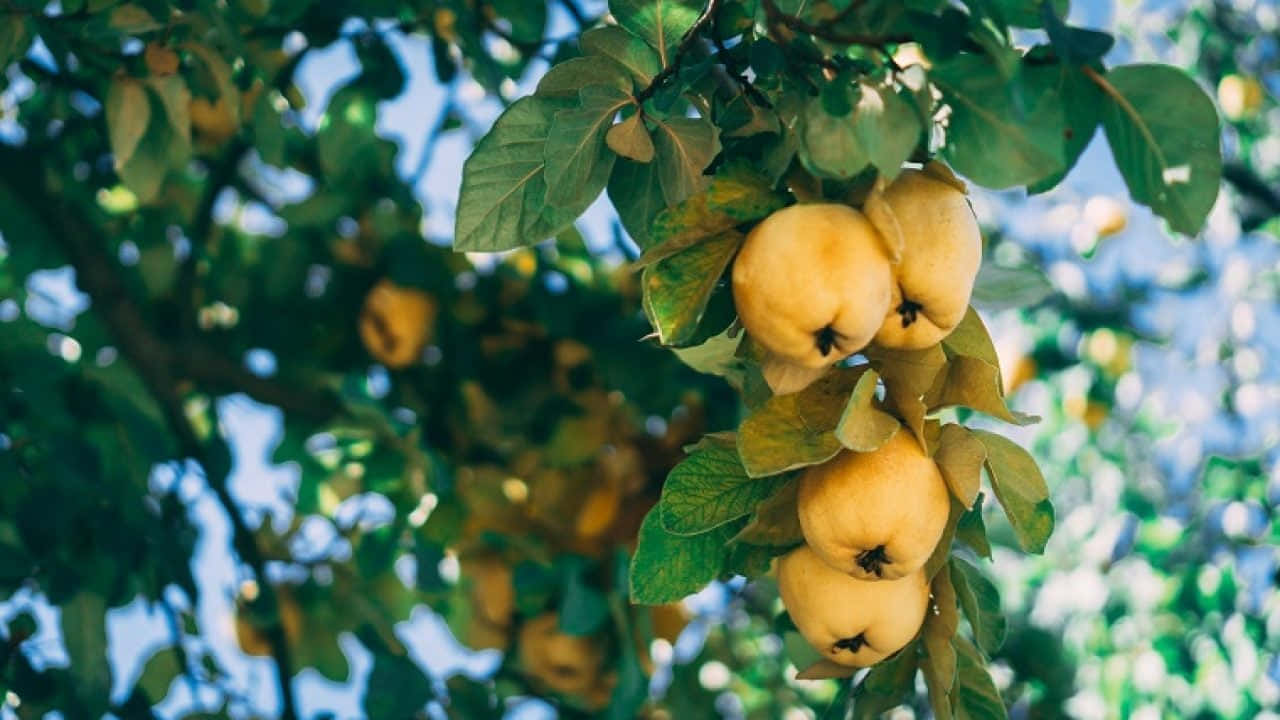 A Tree With Yellow Fruits Hanging From It
