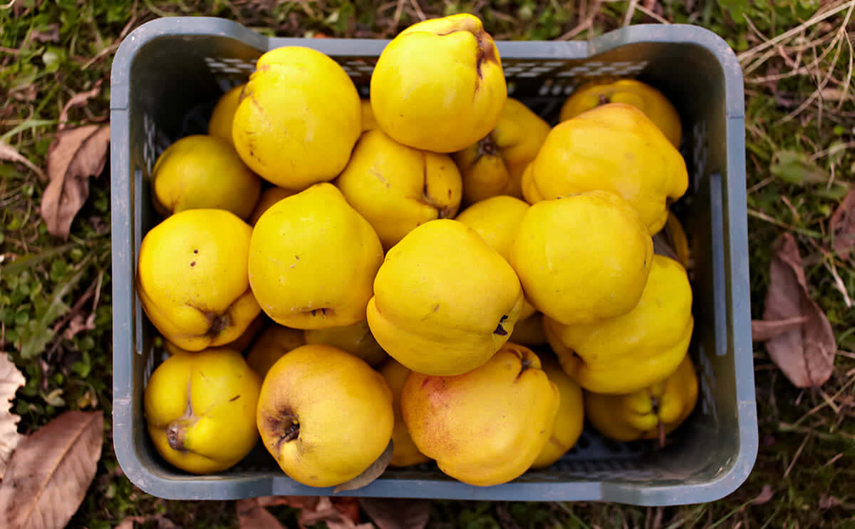 A Basket Full Of Yellow Apples