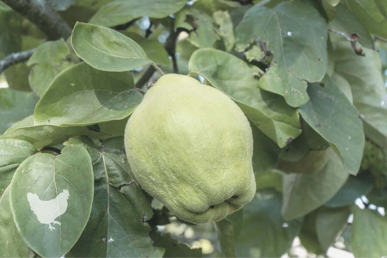 Celebrate the Sweet Flavor of Quinces
