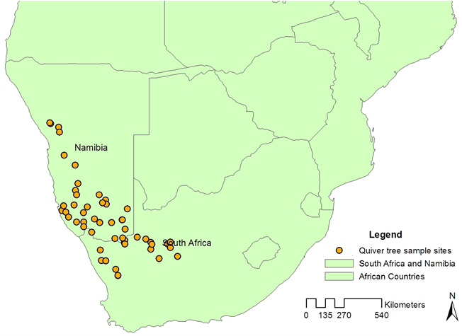 Quiver Tree Distribution Southern Africa PNG