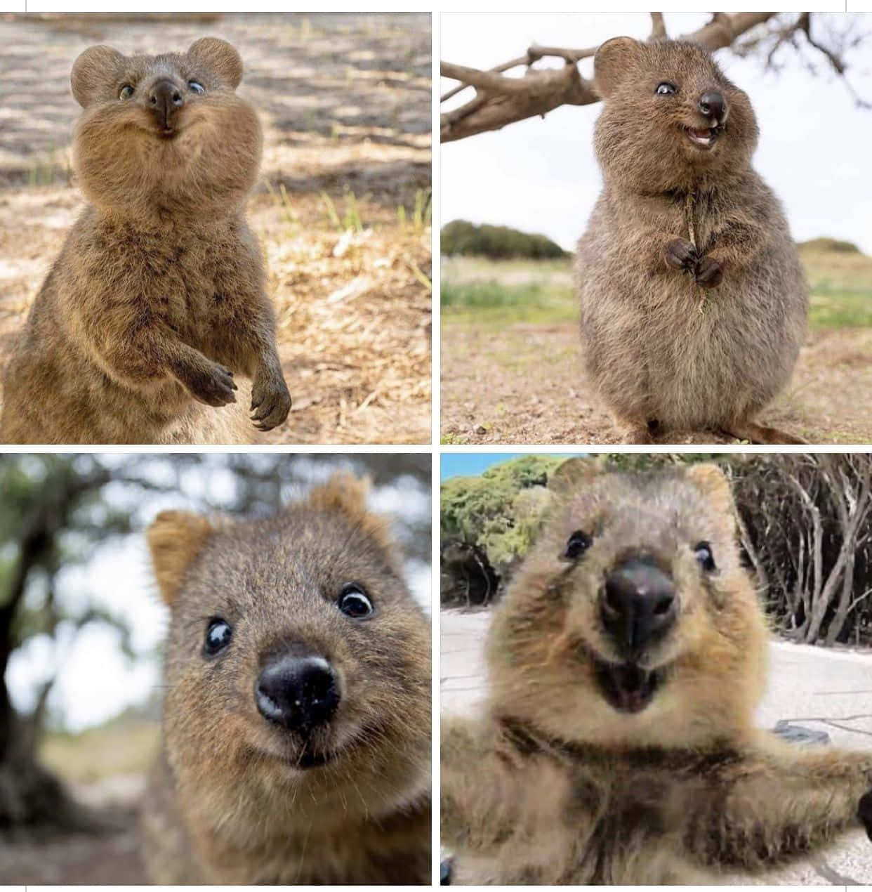 Quokka Collage Expressions.jpg Wallpaper