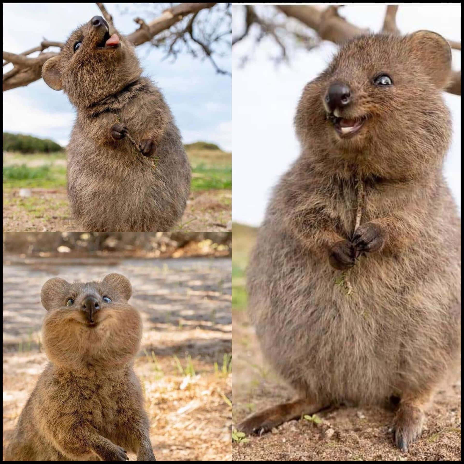 Quokka_ Collage_ Expressions Wallpaper