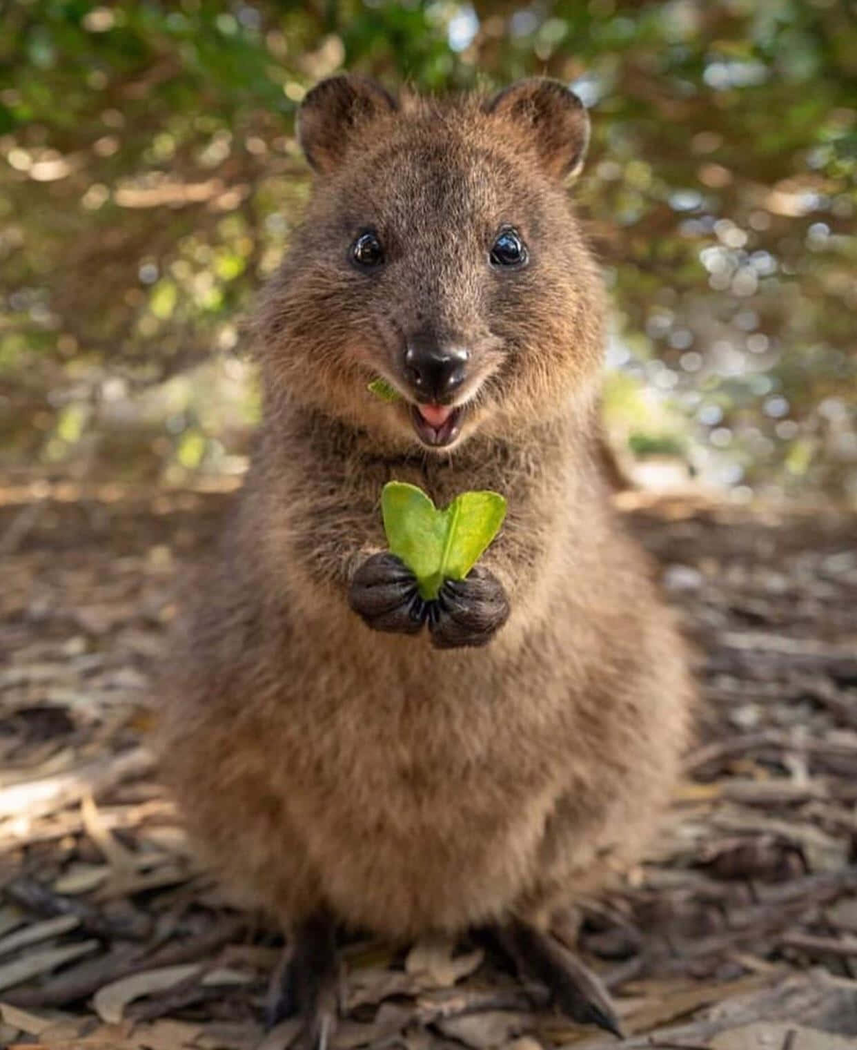 Quokka Holding Leaf Smile.jpg Wallpaper