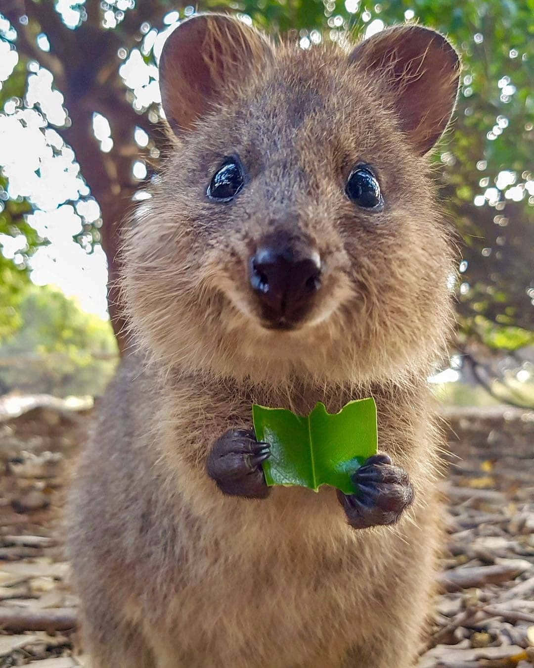 Quokka Holding Leaf Smile.jpg Wallpaper