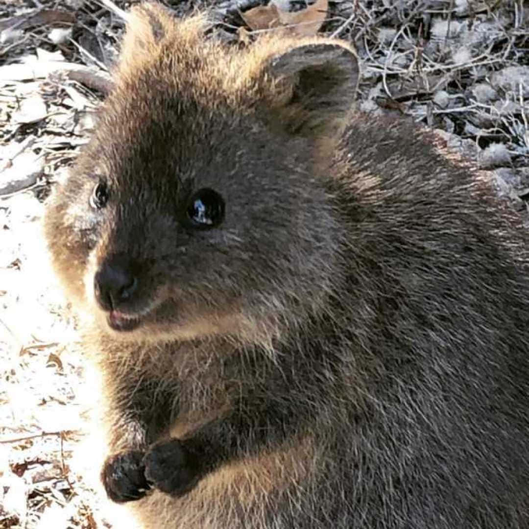 Quokka Smiling Australian Marsupial Wallpaper