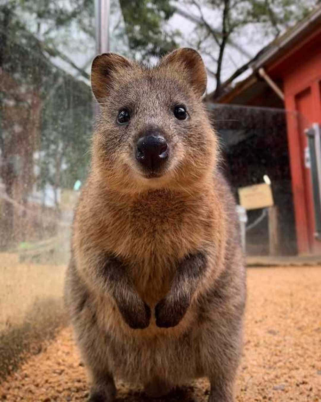 Quokka Standing Up Cute Portrait.jpg Wallpaper