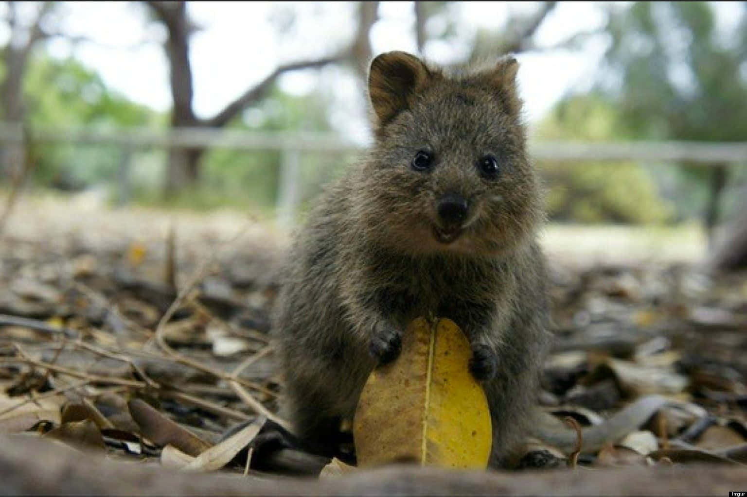 Quokka_with_ Leaf Wallpaper