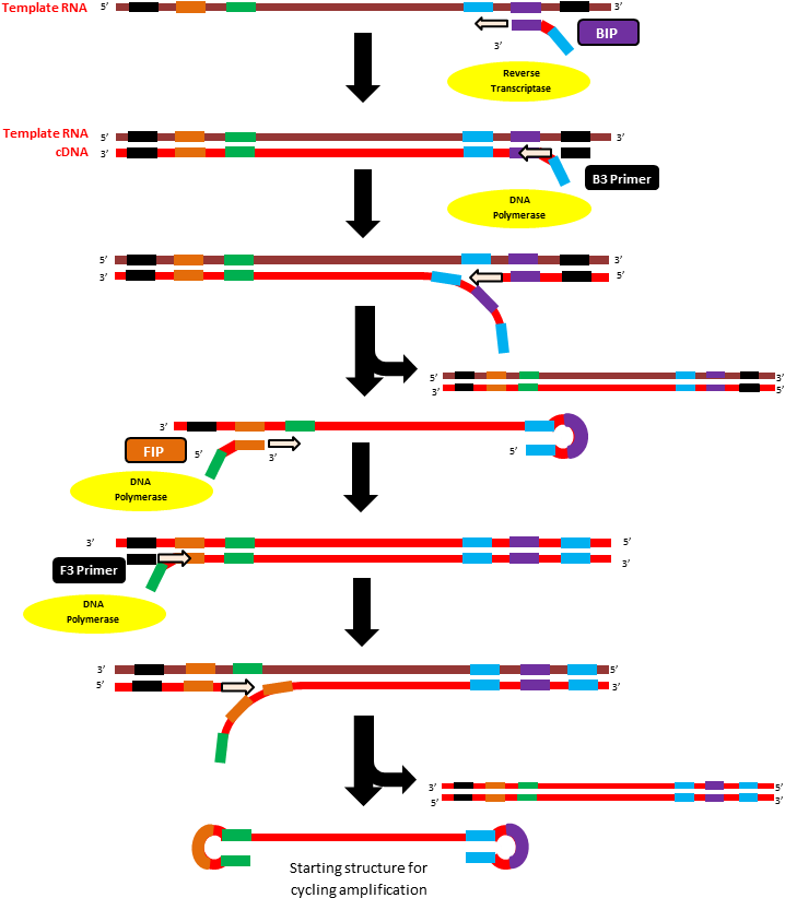 R N Atoc D N A Conversion Process PNG