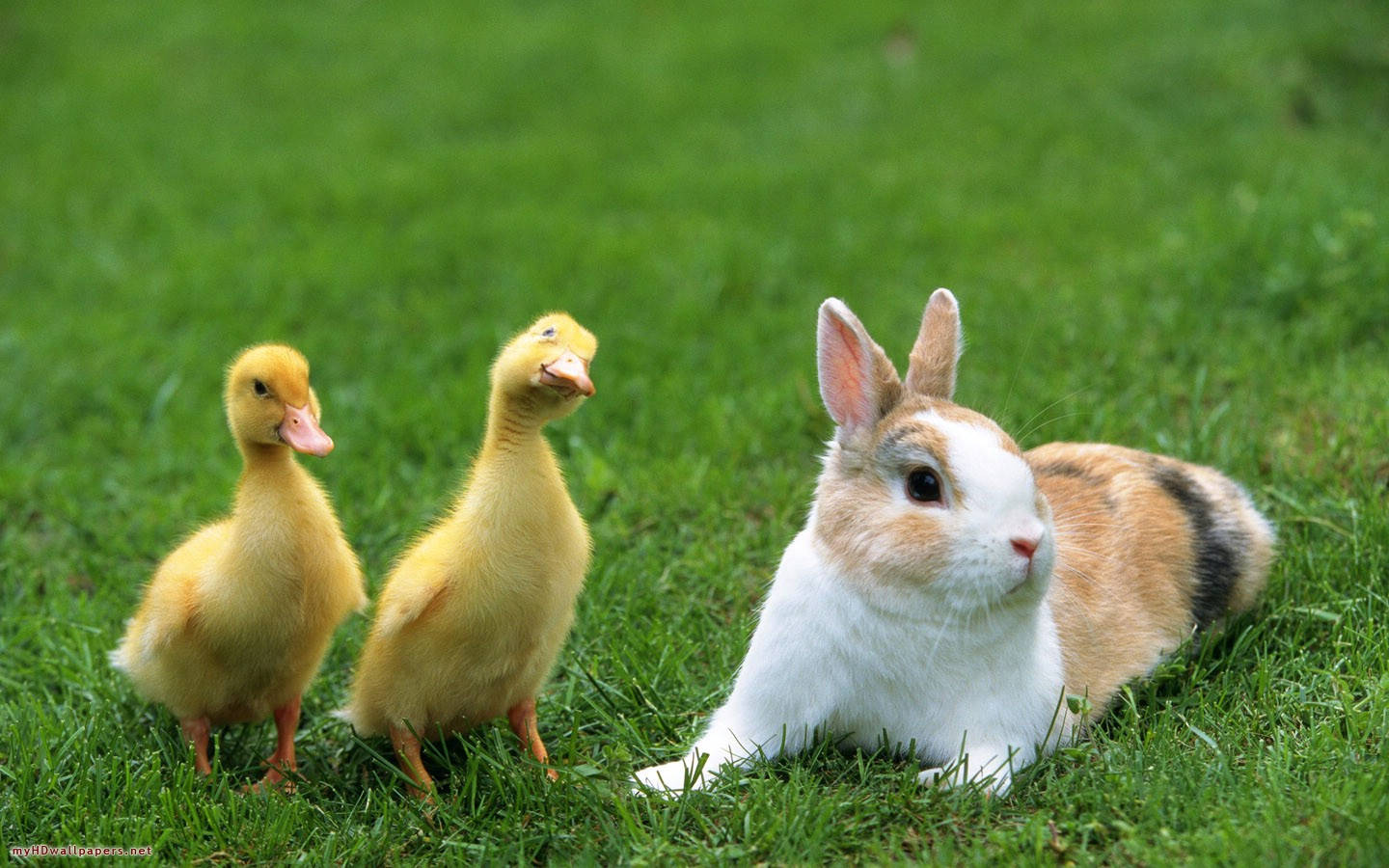 Rabbit And Ducks