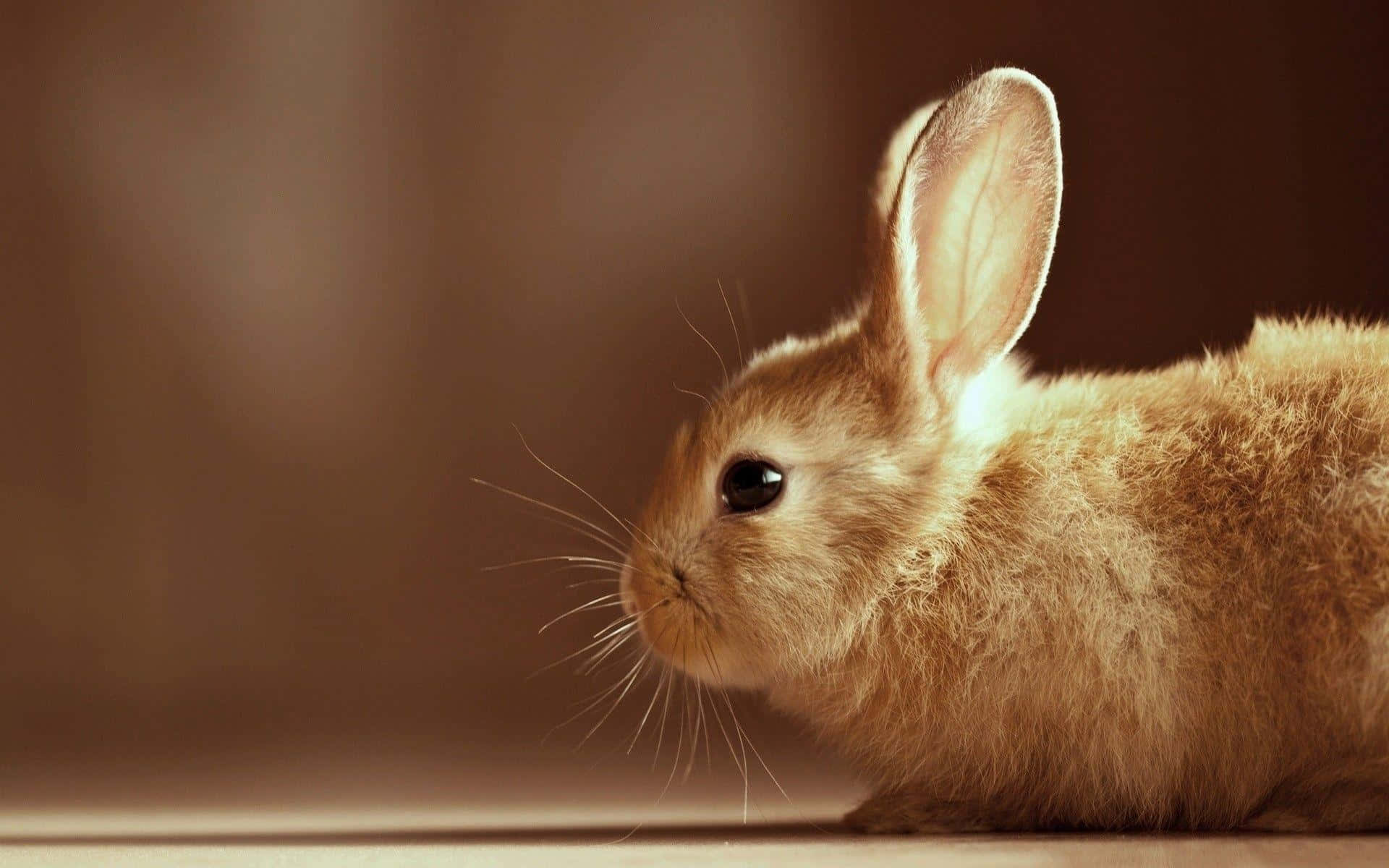 Cute Bunny Rabbit Looks Out Into The World