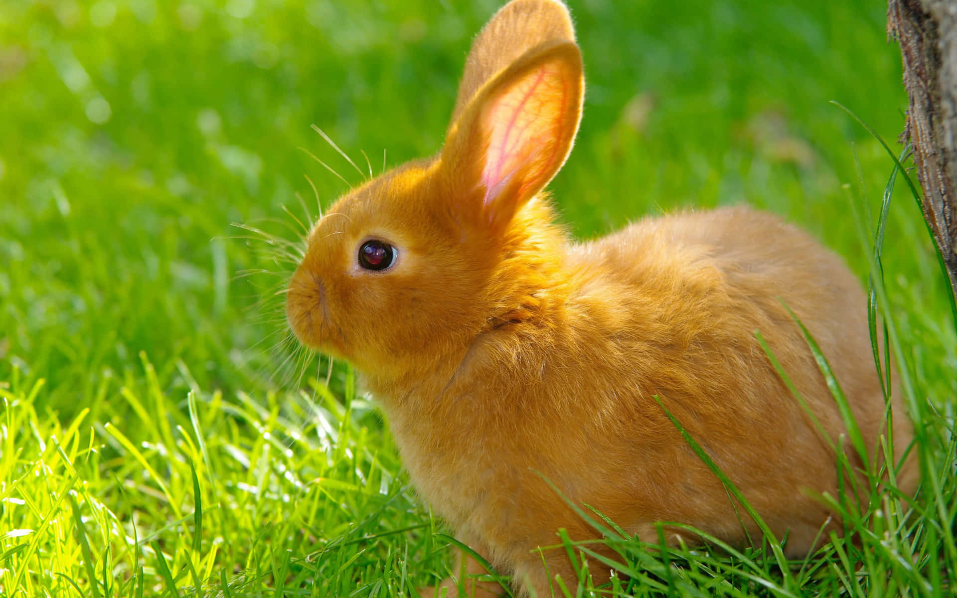 A little white rabbit standing on green grass against a bright blue sky