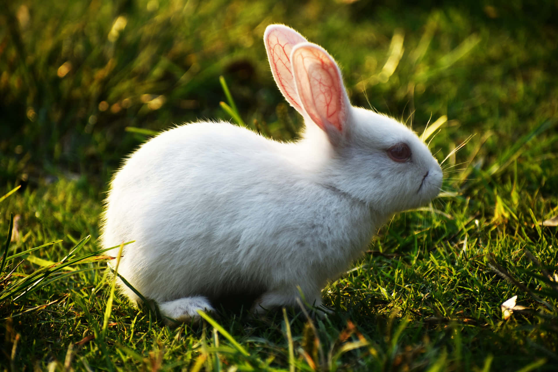 Cutest Rabbit on the Block