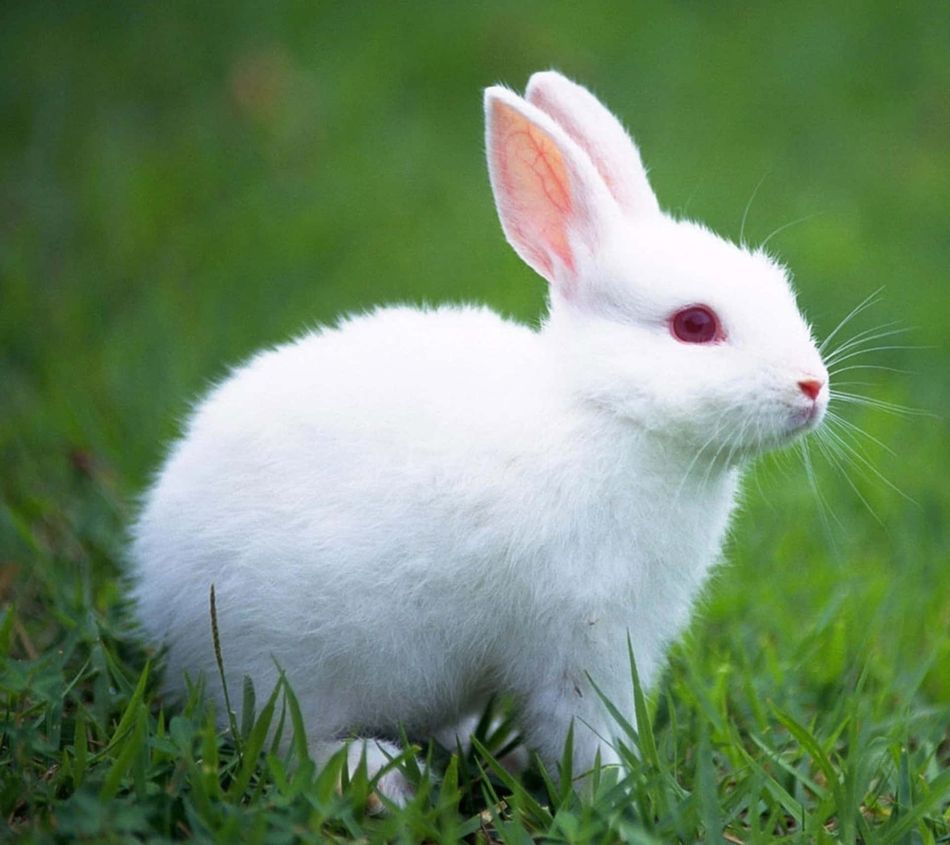 wild rabbit white background