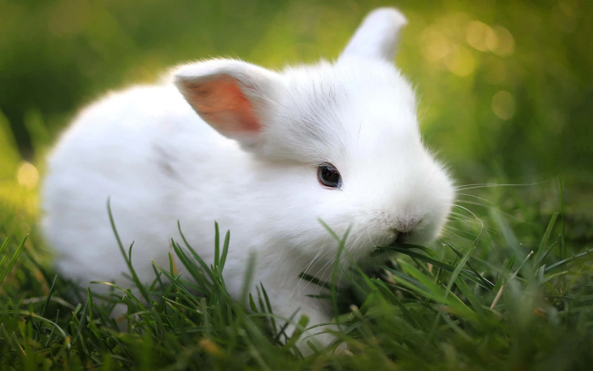 A beautiful white rabbit hopping through a grassy field