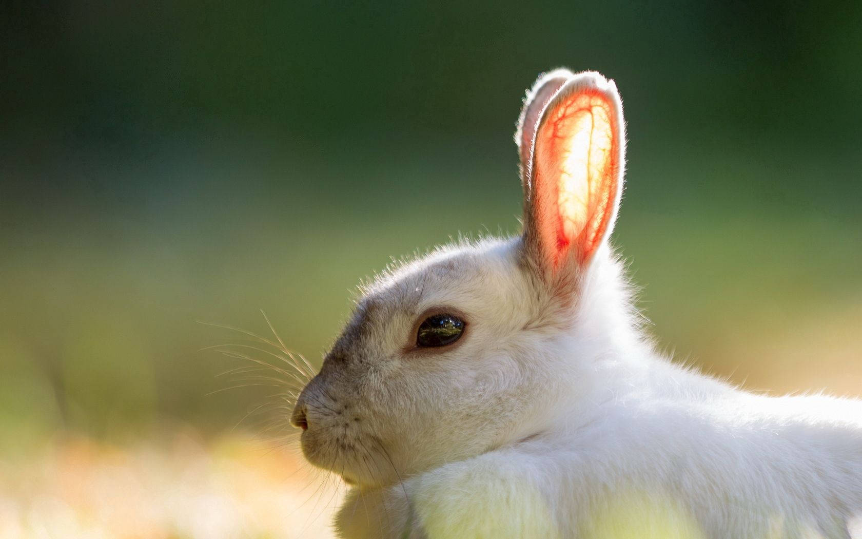 Rabbit Glowing Ears Wallpaper