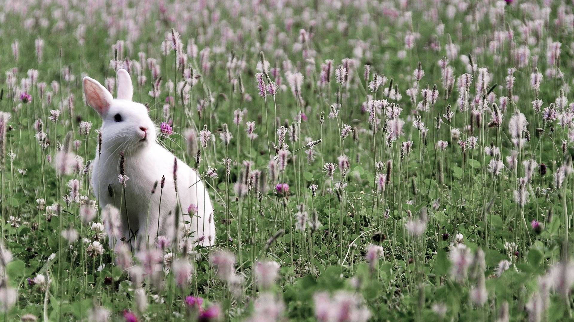 Rabbit On Flower Fields