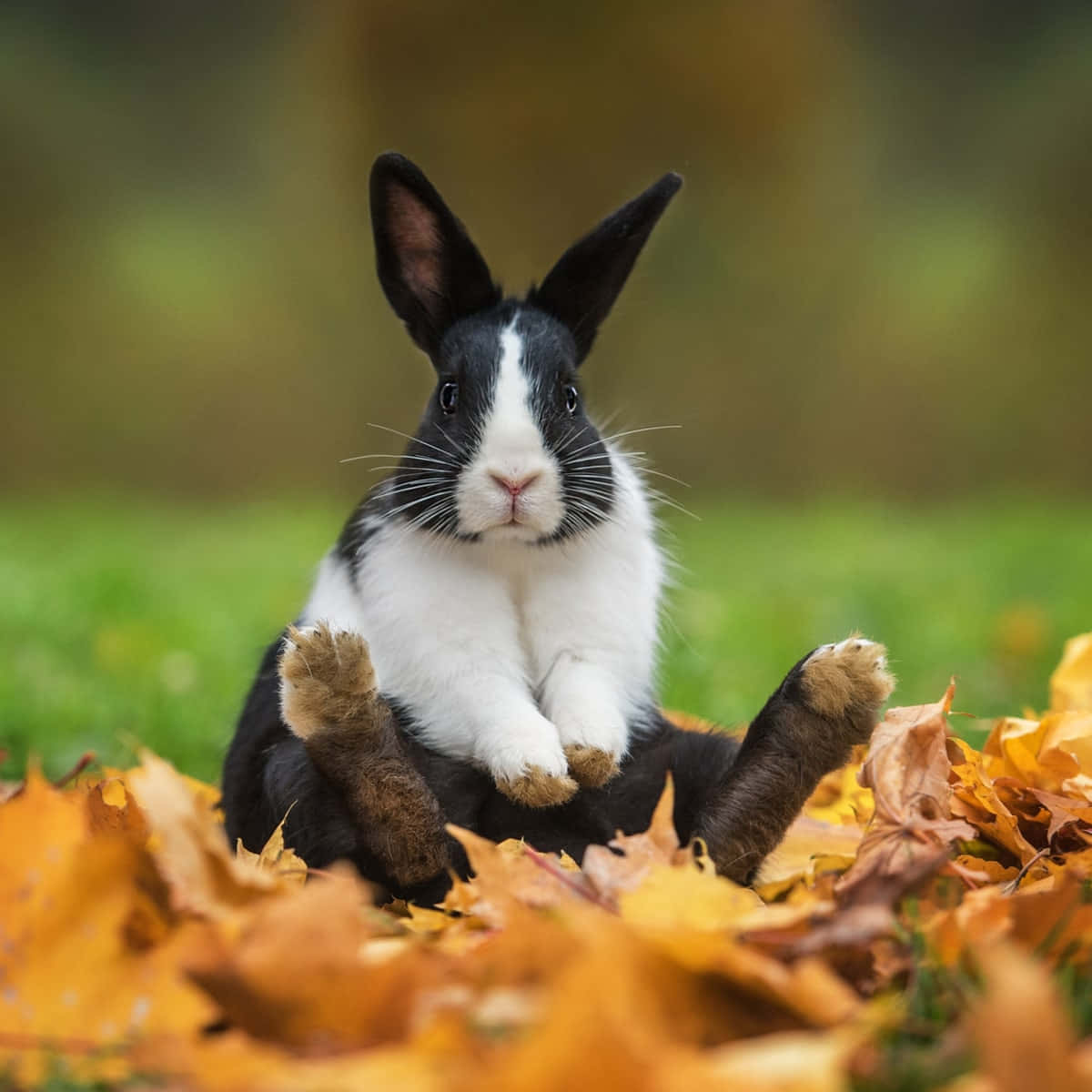 A fluffy white Rabbit