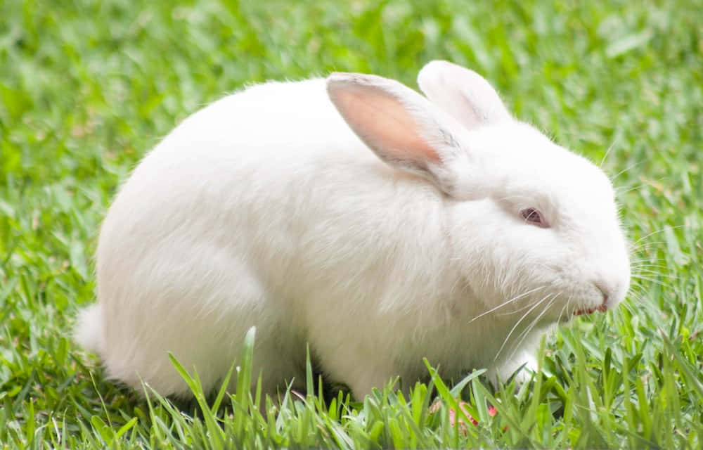 A white rabbit looks off into the distance