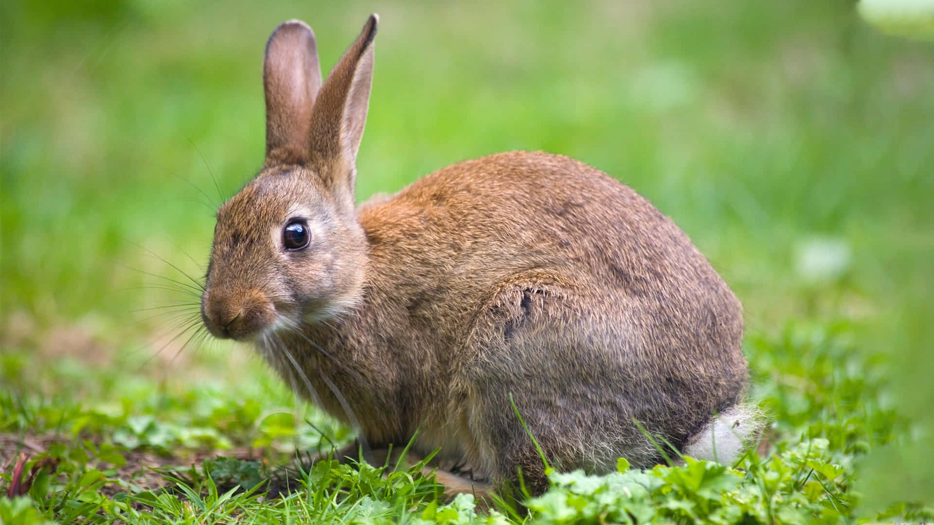 A Rabbit Sitting On The Grass In The Grass