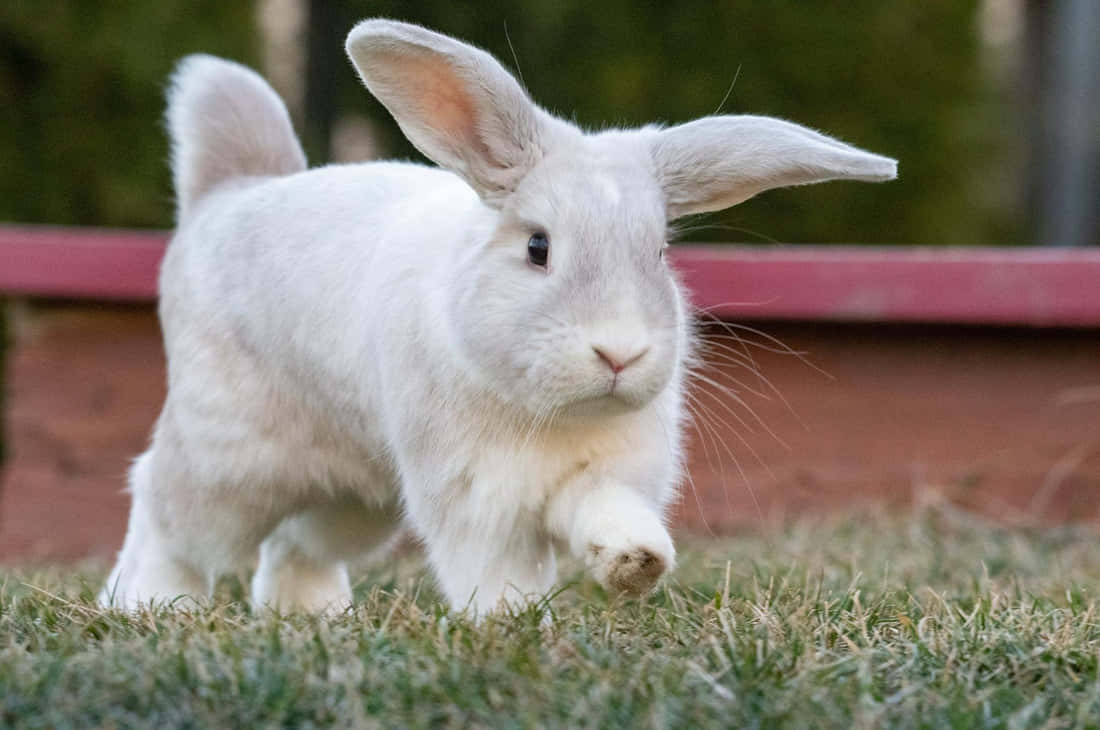 "Adopt A Rabbit - Spread Love, Not Bunnies"