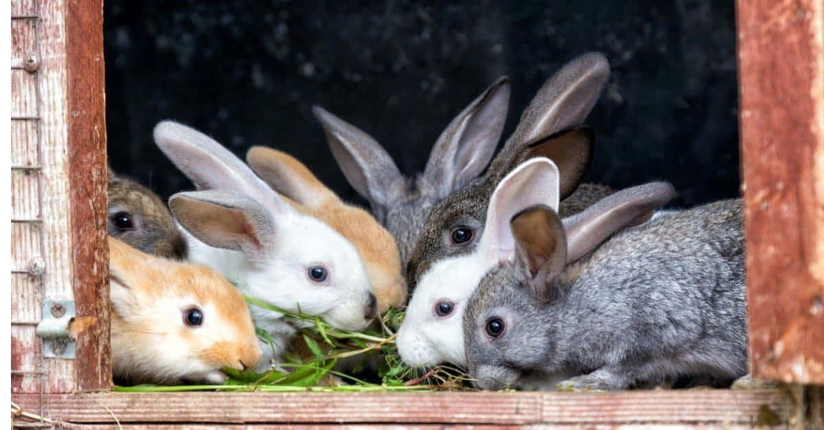 A cute fluffy bunny rabbit