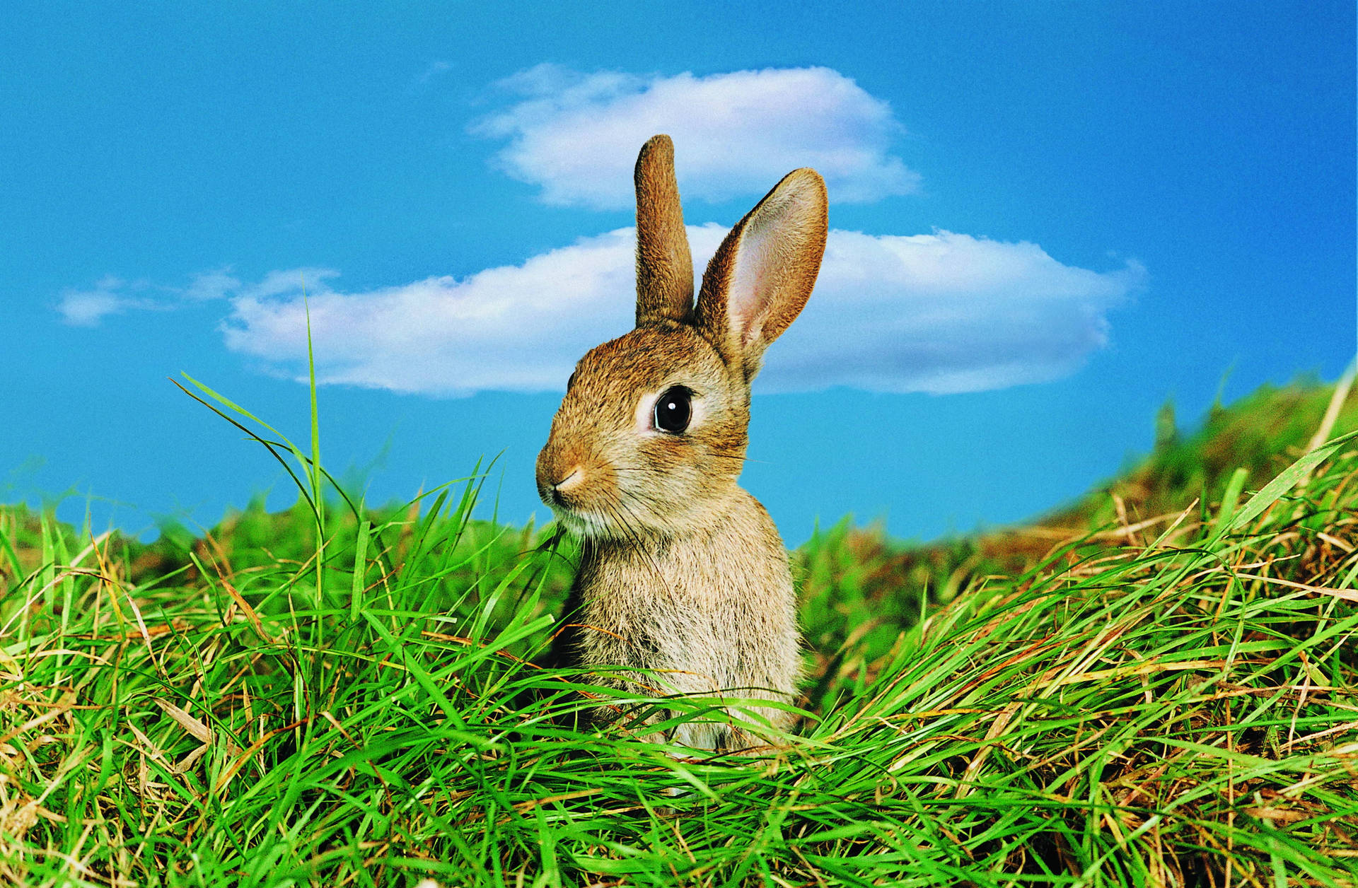 Rabbit Sitting On Grass