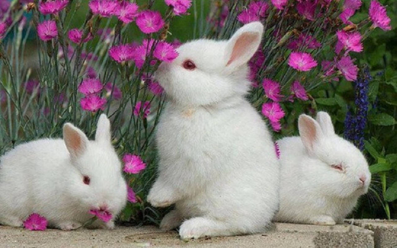Rabbits And Purple Flowers Wallpaper