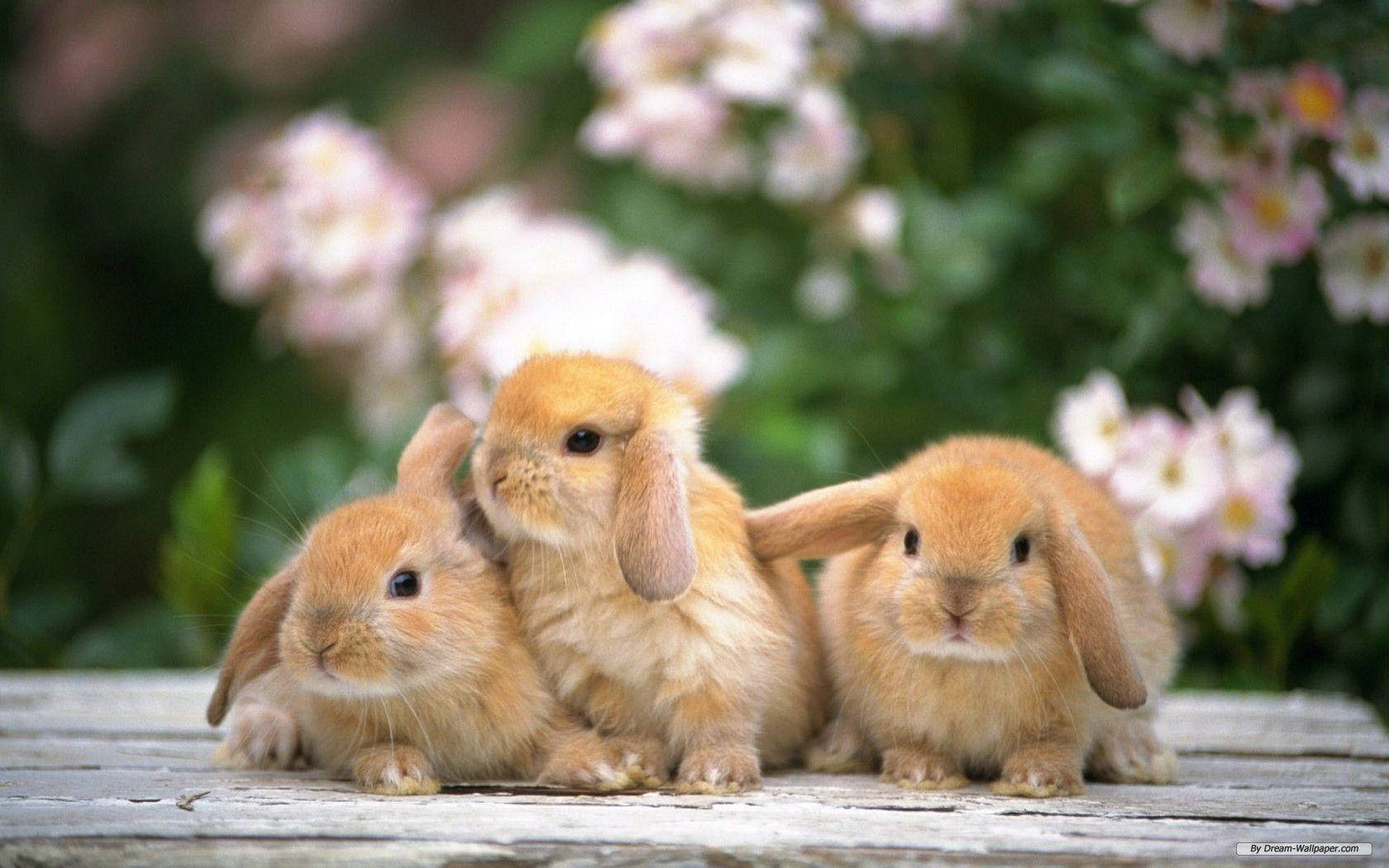 Rabbits With Lop Ears