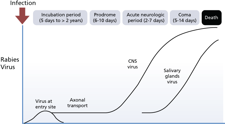 Rabies Infection Progression Chart PNG