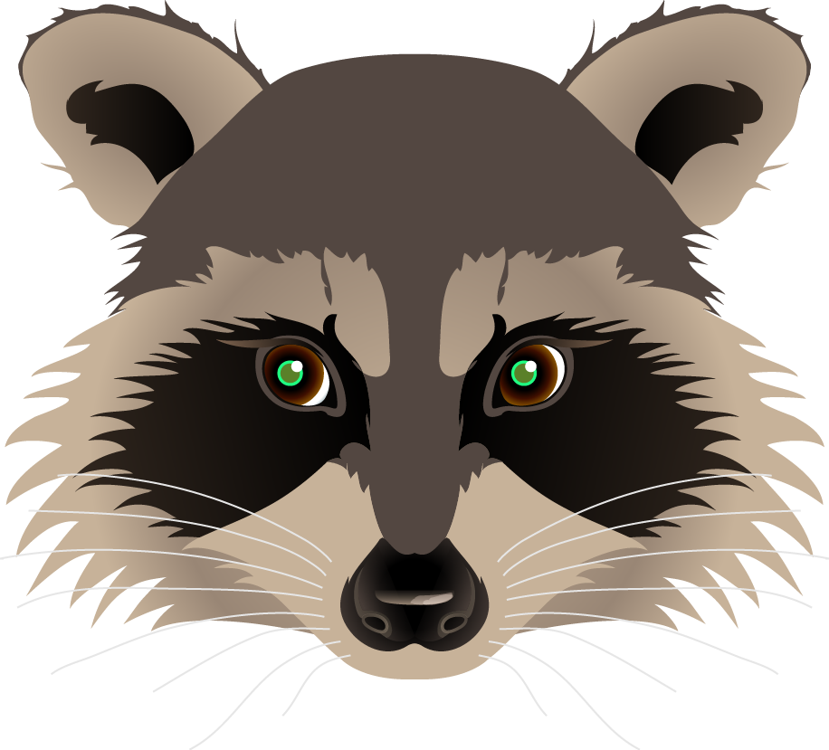 Raccoon Portrait Vector Illustration PNG
