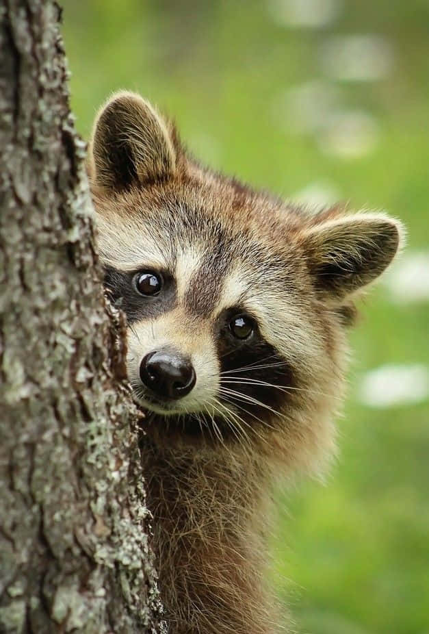 A Raccoon Peeking Out Of A Tree