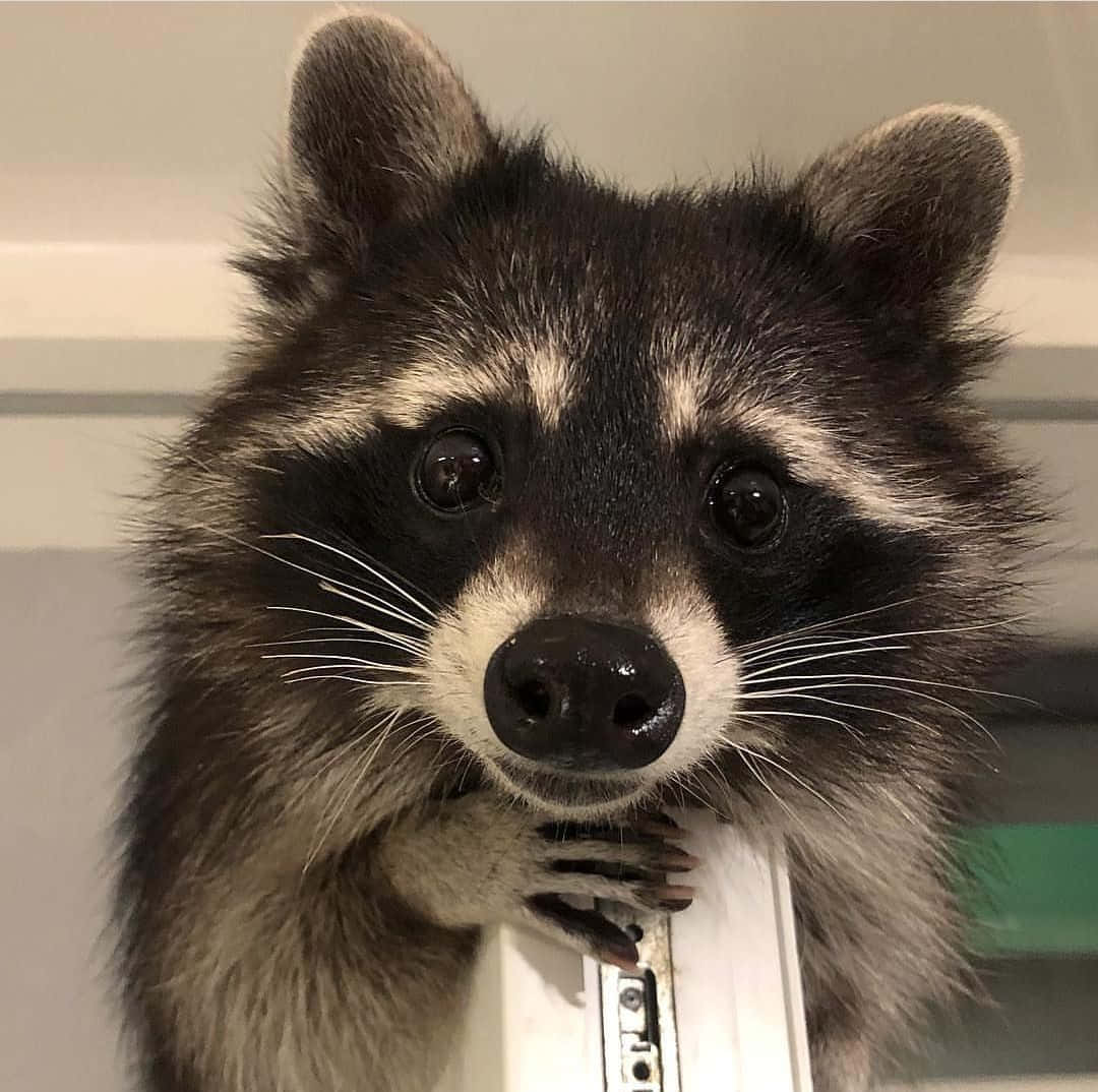 A Raccoon Is Sitting On Top Of A Refrigerator