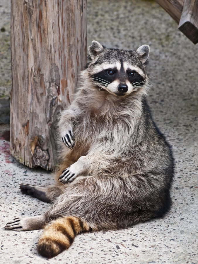 Mischievous Raccoon Stealing Food