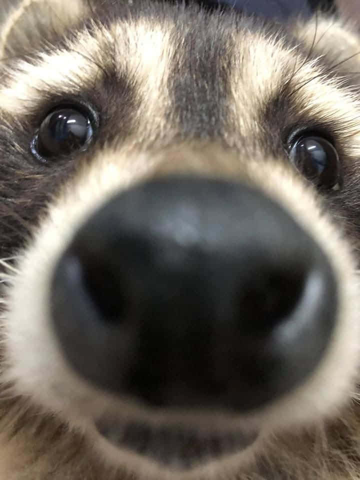 ~ A curious racoon looking for something in the wild
