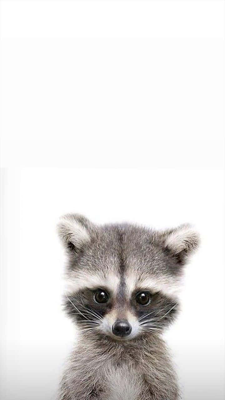a raccoon is standing in front of a white background