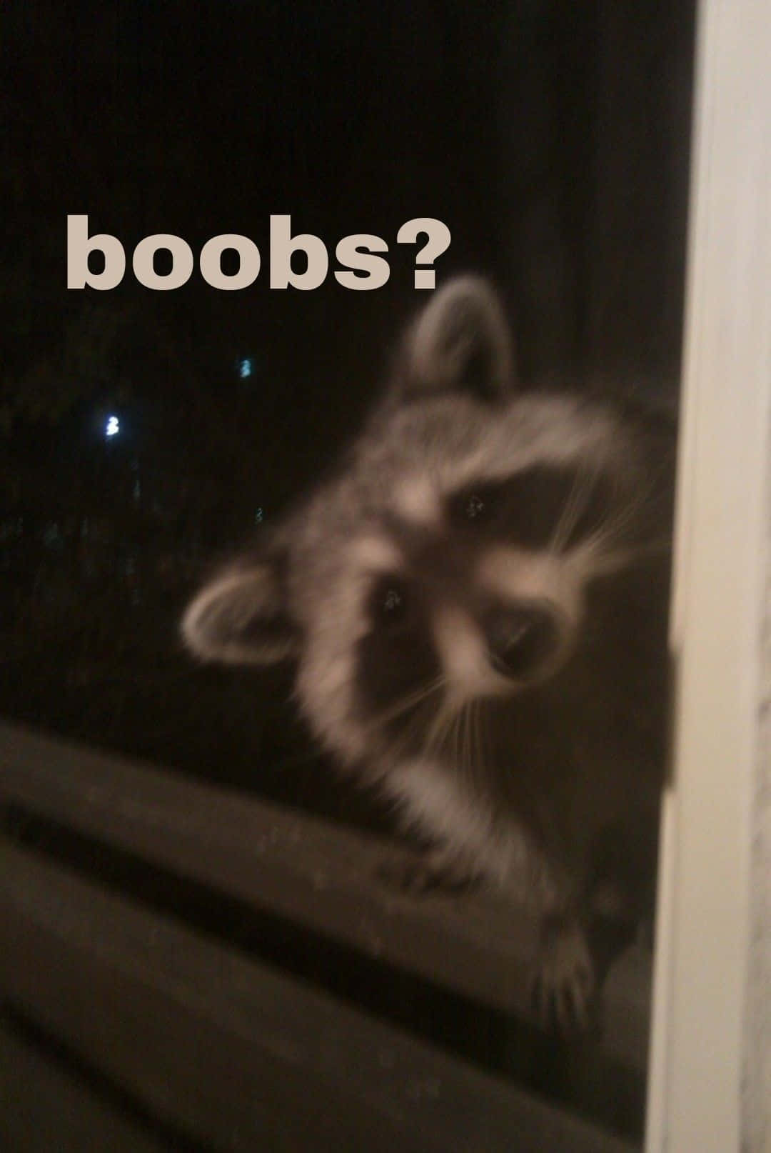 A Raccoon Is Looking Out The Window