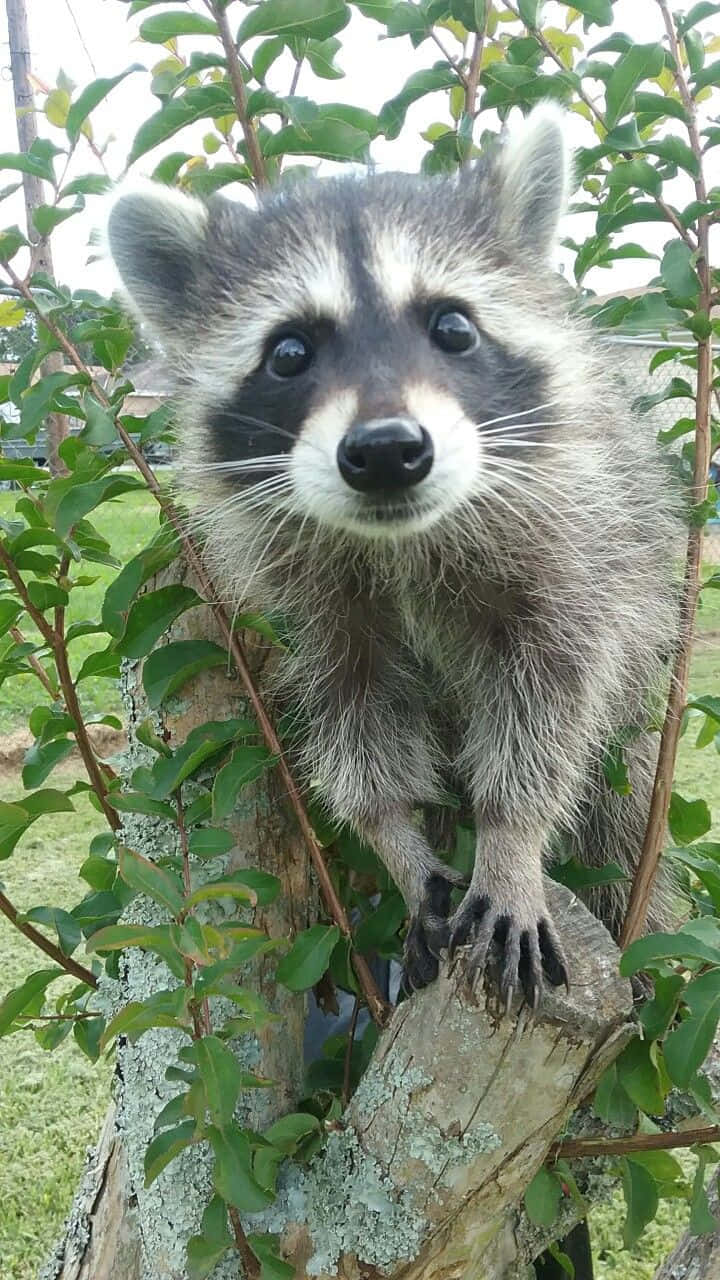 A Raccoon Is Sitting In A Tree Branch