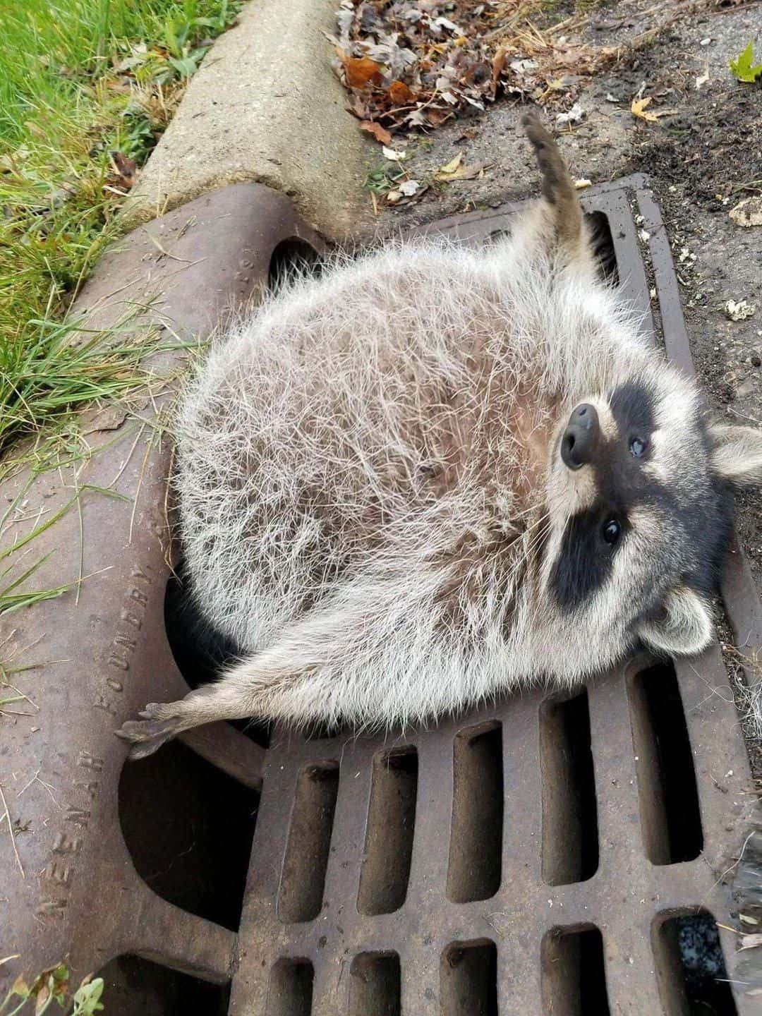 A raccoon searches for food in the middle of the street.