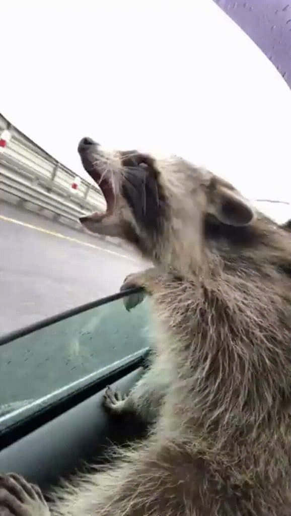 Adorable Raccoon in Clear View