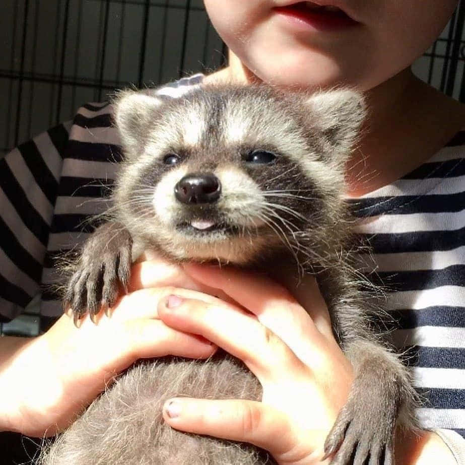 A Young Girl Holding A Raccoon In Her Arms