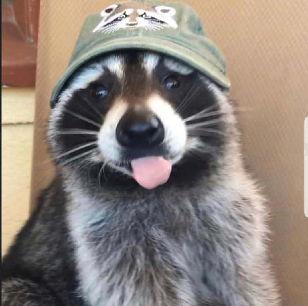 A Raccoon Wearing A Hat With His Tongue Out