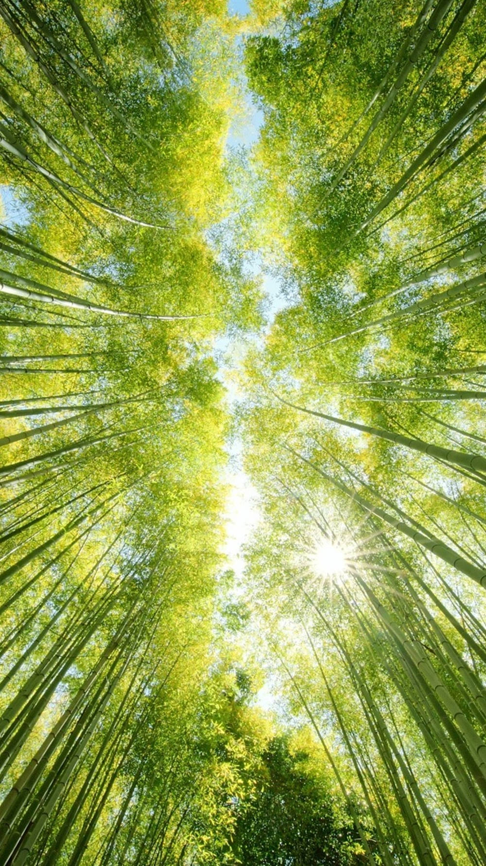 Glødende Bambus Forboelse IPhone 1080K Tapet Wallpaper