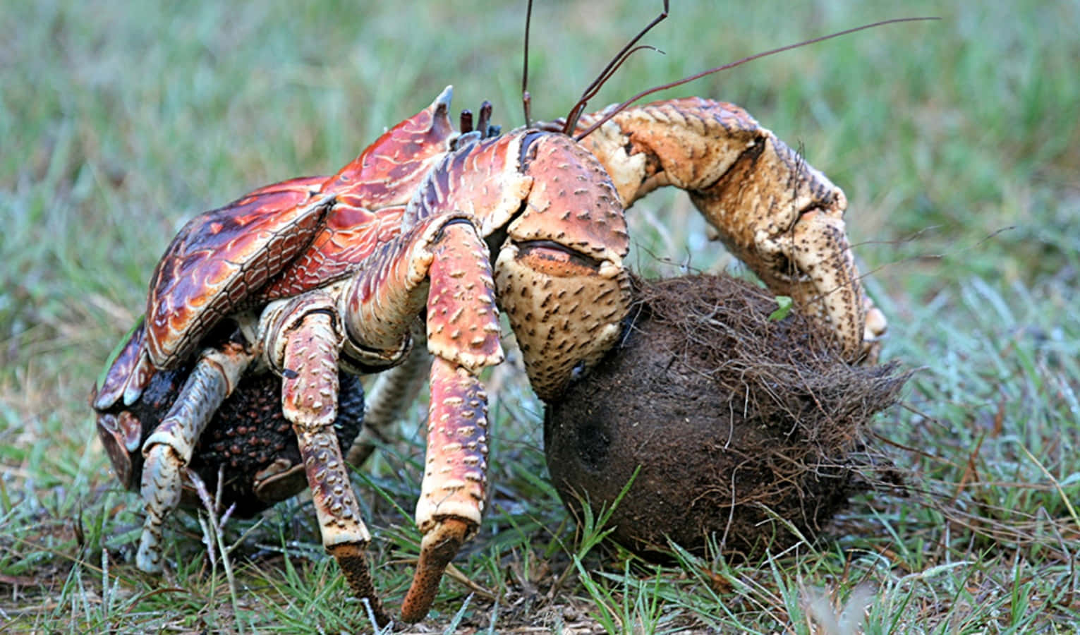 Radiant Coconut Crab Climbing A Palm Tree Wallpaper