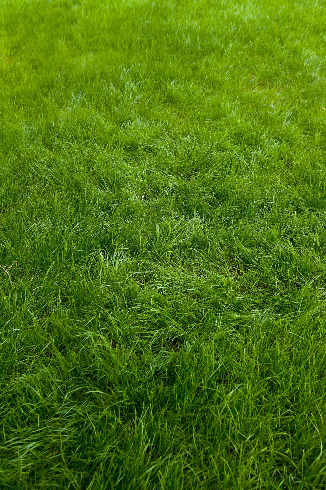 Radiant Green Grass Background