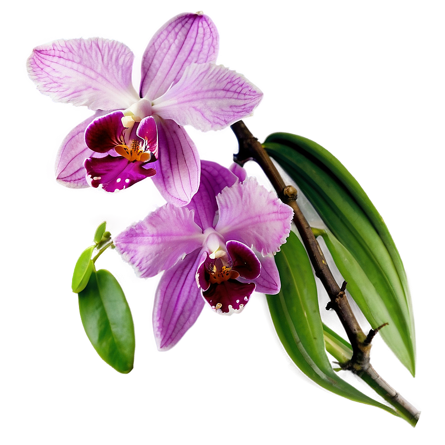Radiant Orchid Png 05242024 PNG
