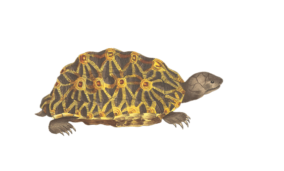 Radiant Patterned Turtleon Black Background.jpg PNG