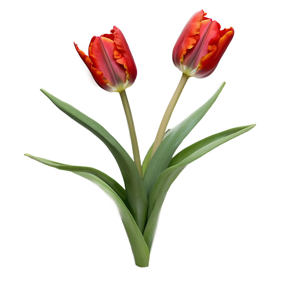 Radiant Red Tulip Png 05062024 PNG