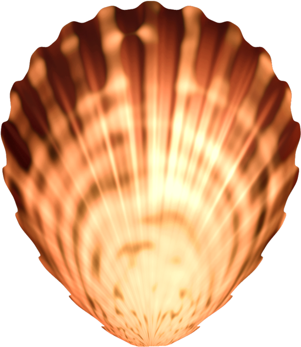 Radiant Scallop Seashell PNG