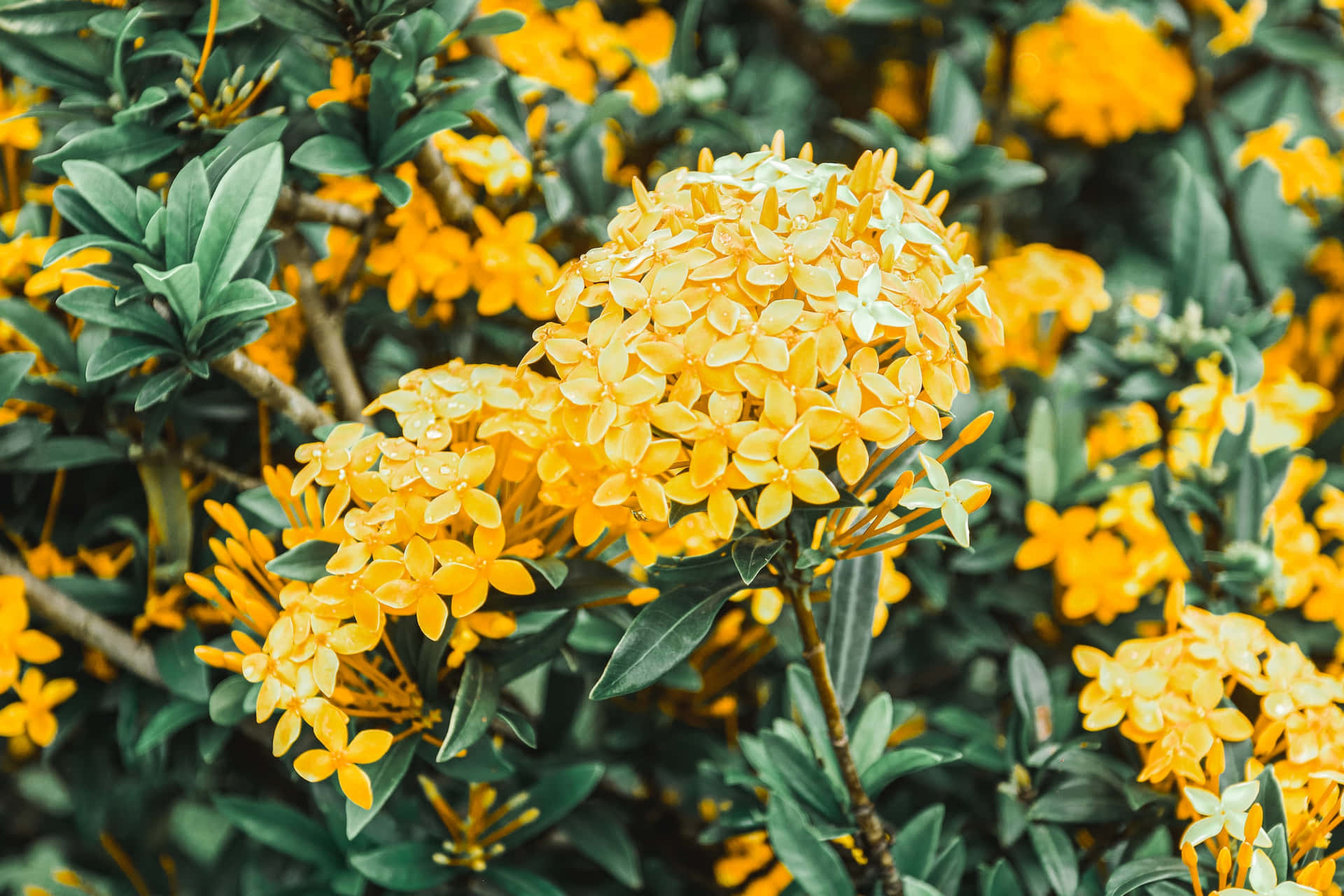 Radiant Sunshine On Yellow Flowers